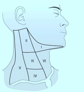 anatomical zones of neck