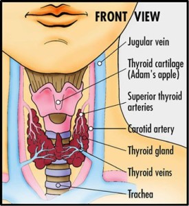 Thyroid Anatomy